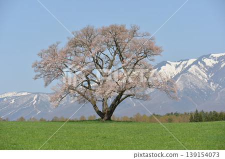 One cherry tree of Koiwai farm One cherry tree of Koiwai farm 139154073