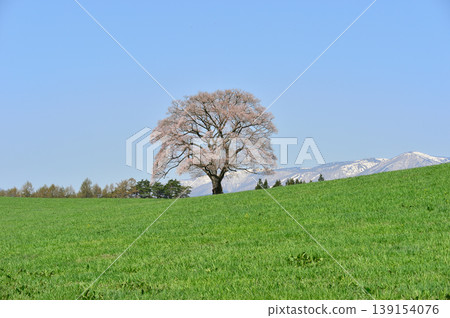 One cherry tree of Koiwai farm One cherry tree of Koiwai farm 139154076