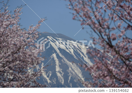 在小岩井農場牧場花園,可以欣賞櫻花和岩手山的美景。 在小岩井農場牧場花園,可以欣賞櫻花和岩手山的美景。 139154082