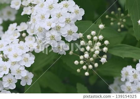 Tegoma flowers and buds Tegoma flowers and buds 139154325