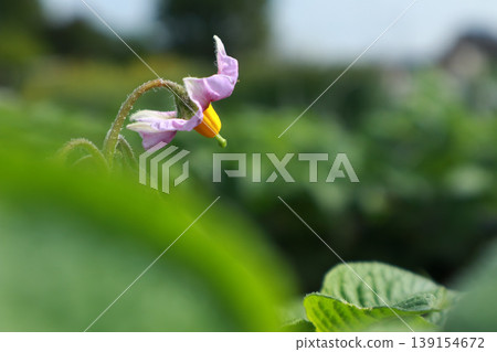 Potato flower (close-up) 139154672