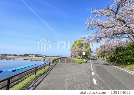 Miyoshi City, Miyoshi Pond and the cherry blossoms in full bloom along the lakeshore 139154692
