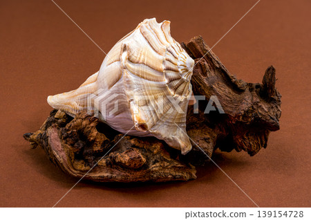 Lightning whelk shell Sinistrofulgur perversum on aged wood snag Lightning whelk shell Sinistrofulgur perversum on aged wood snag 139154728