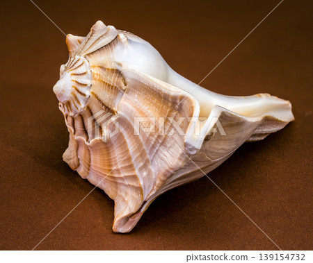 Lightning whelk seashell Sinistrofulgur perversum on a brown background Lightning whelk seashell Sinistrofulgur perversum on a brown background 139154732