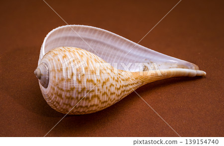 Fig shell Ficus ficus on a brown background Fig shell Ficus ficus on a brown background 139154740