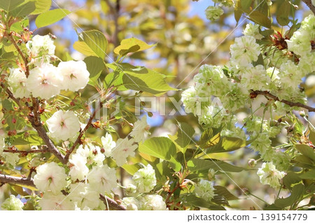 Sonosatokizakura - A cherry tree that bears green flowers. 139154779