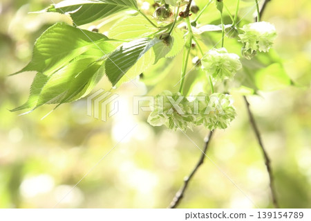 園裡櫻——一種開綠色花朵的櫻花樹。 139154789