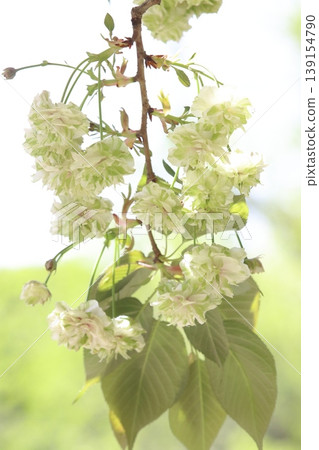 園裡櫻——一種開綠色花朵的櫻花樹。 139154790