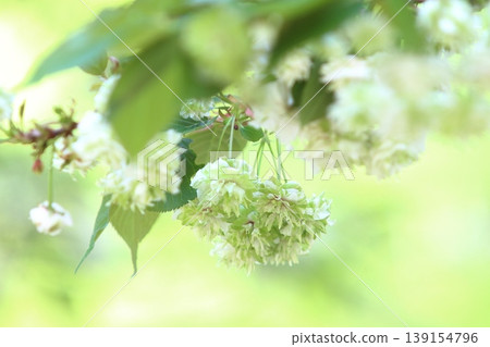 園裡櫻——一種開綠色花朵的櫻花樹。 園裡櫻——一種開綠色花朵的櫻花樹。 139154796