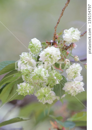 Sonosatokizakura - A cherry tree that bears green flowers. Sonosatokizakura - A cherry tree that bears green flowers. 139154797