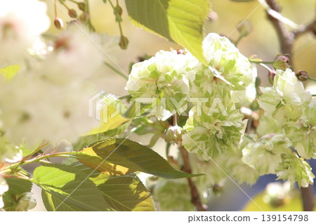 園裡櫻——一種開綠色花朵的櫻花樹。 139154798
