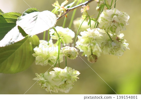 Sonosatokizakura - A cherry tree that bears green flowers. 139154801
