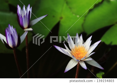 Water lily flower, a blooming water lily flower Water lily flower, a blooming water lily flower 139154803
