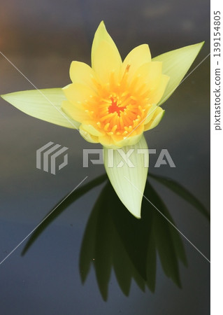 Water lily flower, a blooming water lily flower Water lily flower, a blooming water lily flower 139154805