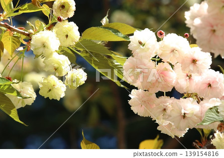 Sonosato Kizakura: A cherry tree that bears green flowers, and whose flowers change color from green to pink. 139154816