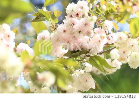 Sonosato Kizakura: A cherry tree that bears green flowers, and whose flowers change color from green to pink. 139154818