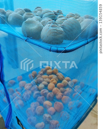 李子加工，自製醃李子的日曬：藍色晾曬網和李子 139154859