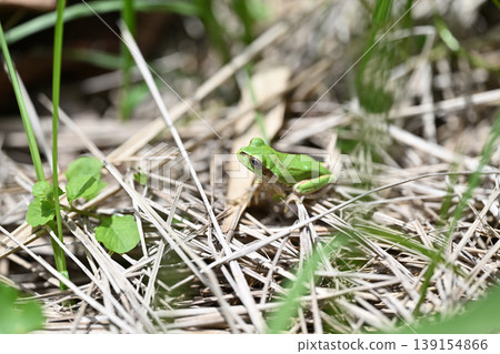 Japanese tree frogs in spring Japanese tree frogs in spring 139154866