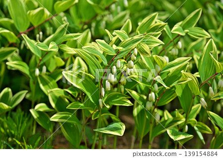 White flowers of variegated Polygonatum odoratum (spring, April) White flowers of variegated Polygonatum odoratum (spring, April) 139154884