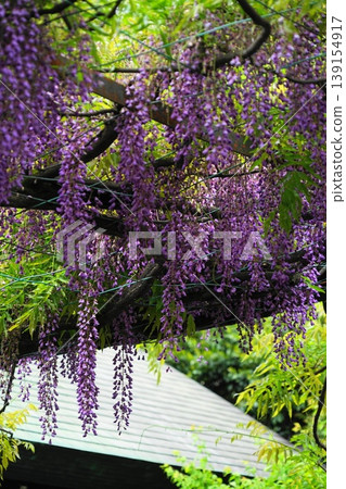 A landscape with wisteria blossoms, April, Chofu 809 Millennium Wisteria, Kokuryo Shrine A landscape with wisteria blossoms, April, Chofu 809 Millennium Wisteria, Kokuryo Shrine 139154917