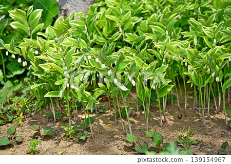 White flowers of Polygonatum odoratum (spring, April) White flowers of Polygonatum odoratum (spring, April) 139154967