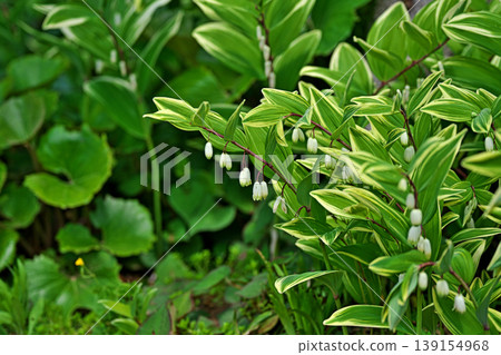 White flowers of Polygonatum odoratum (spring, April) 139154968