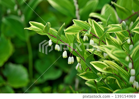 White flowers of Polygonatum odoratum (spring, April) White flowers of Polygonatum odoratum (spring, April) 139154969