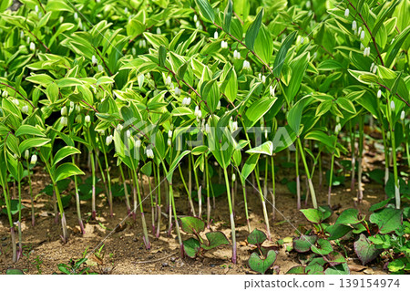 White flowers of Polygonatum odoratum (spring, April) White flowers of Polygonatum odoratum (spring, April) 139154974