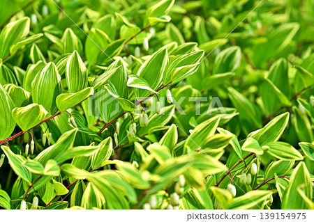 White flowers of Polygonatum odoratum (spring, April) White flowers of Polygonatum odoratum (spring, April) 139154975