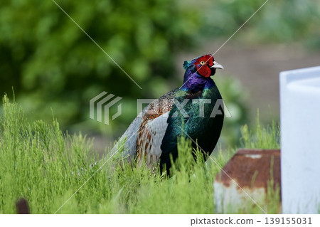 Pheasant pheasant / Japan Pheasant pheasant / Japan 139155031