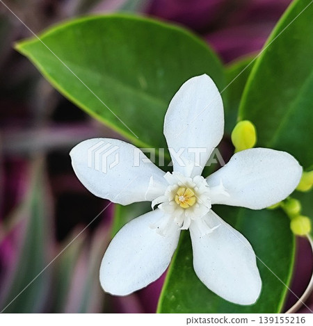 beauty white wrightia flower is blooming 139155216