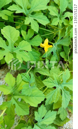 Fresh green bitter melon vegetable plants are flowering 139155217