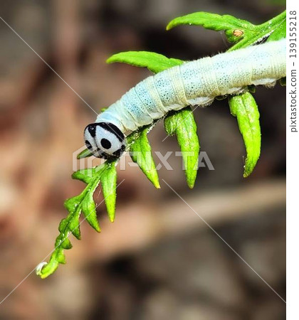 close up of white caterpillar on plant stem 139155218