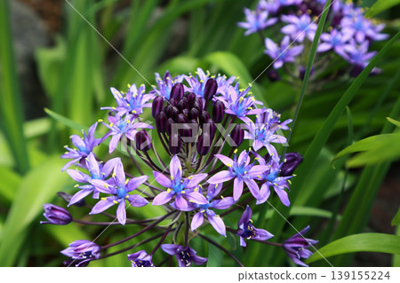 Scilla peruviana Scilla peruviana 139155224