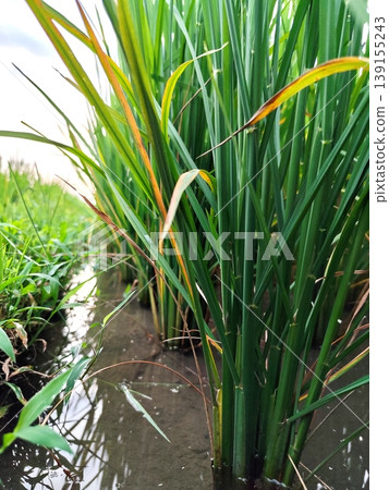 photo of stems, roots of green rice plants with watery soil 139155243