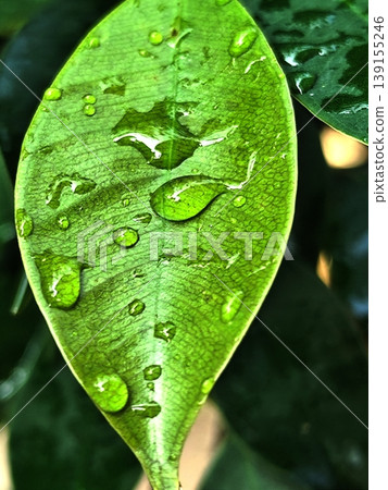 photo of water droplets on leaves 139155246