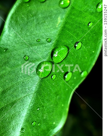 photo of water droplets on leaves photo of water droplets on leaves 139155247