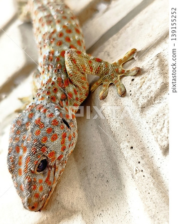 closeup of a gecko on a wall closeup of a gecko on a wall 139155252
