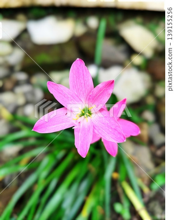 Pink Zephyranthes flowers start to bloom in the garden Pink Zephyranthes flowers start to bloom in the garden 139155256