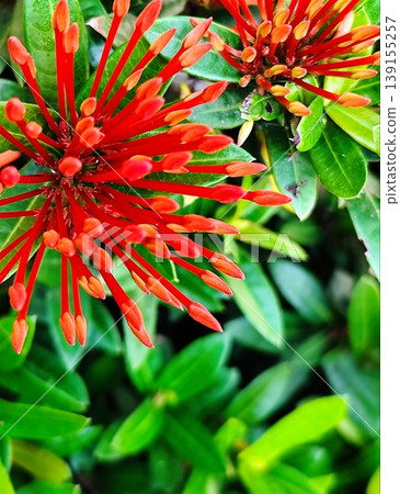 photo of Ixora  red flower in the garden 139155257