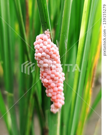 Snail eggs stick to the trunk of a young rice tree 139155279