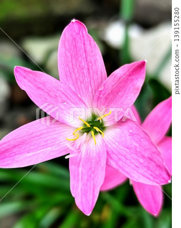 Pink Zephyranthes flowers start to bloom in the garden Pink Zephyranthes flowers start to bloom in the garden 139155280