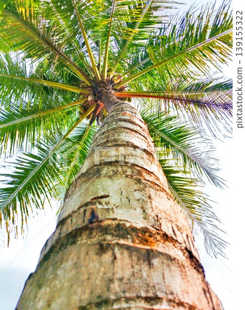 photo of coconut trees in the garden photo of coconut trees in the garden 139155322