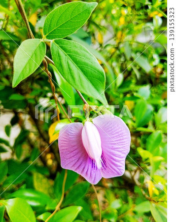 beautiful image of the Centrosema virginianum flower beautiful image of the Centrosema virginianum flower 139155323