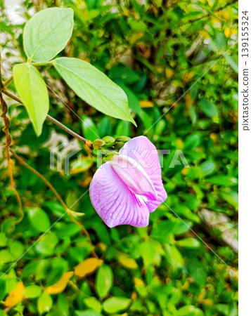 beautiful image of the Centrosema virginianum flower beautiful image of the Centrosema virginianum flower 139155324