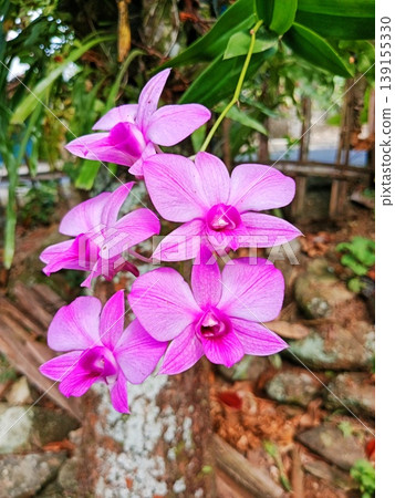 exotic orchid flower or Dendrobium bigibbum flower image exotic orchid flower or Dendrobium bigibbum flower image 139155330