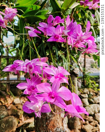 exotic orchid flower or Dendrobium bigibbum flower image exotic orchid flower or Dendrobium bigibbum flower image 139155331