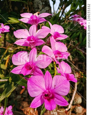 exotic orchid flower or Dendrobium bigibbum flower image exotic orchid flower or Dendrobium bigibbum flower image 139155332