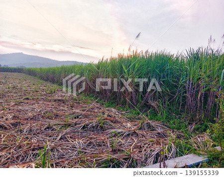 photo of a sugar cane plantation in the afternoon photo of a sugar cane plantation in the afternoon 139155339