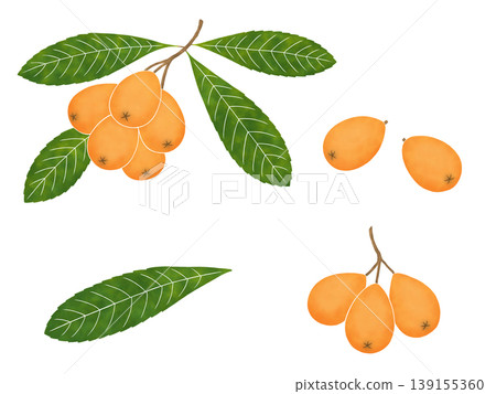 Watercolor-style loquat fruit Watercolor-style loquat fruit 139155360